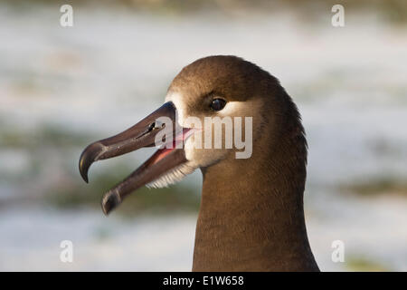 Schwarz – Schwarzfuß Albatros (Phoebastria Nigripes) Sand Island Midway Atoll National Wildlife Refuge Northwest Hawaii-Inseln. Stockfoto