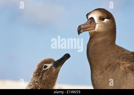 Schwarz – Schwarzfuß Albatros (Phoebastria Nigripes), Erwachsene Küken Sand Insel Midway Atoll National Wildlife Refuge Nordwest Stockfoto