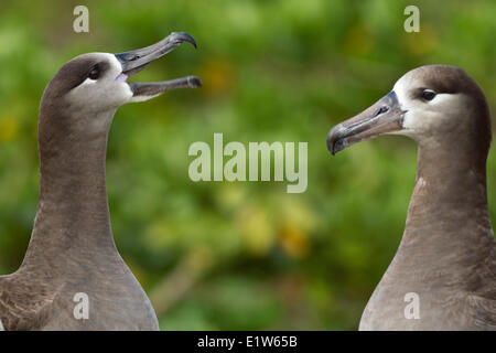 Schwarz – Schwarzfuß Albatros (Phoebastria Nigripes) Balz Sand Insel Midway Atoll National Wildlife Refuge Nordwesten Hawaiian Stockfoto