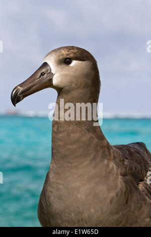 Schwarz – Schwarzfuß Albatros (Phoebastria Nigripes) Sand Island Midway Atoll National Wildlife Refuge Northwest Hawaii-Inseln. Stockfoto