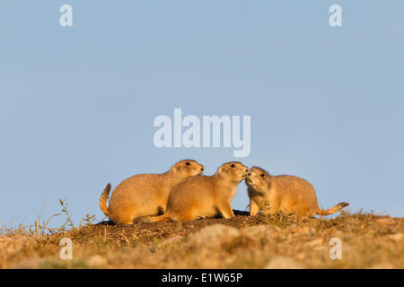 Schwarz-angebundene Präriehunde (Cynomys sich), mit zwei kuschelte am Fuchsbau Eingang, Wind Cave National Park, South Dakota. Stockfoto
