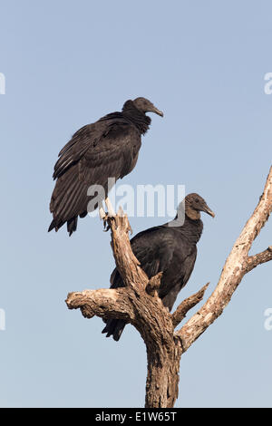 Mönchsgeier (Coragyps Atratus), Martin Refugium, in der Nähe von Edinburg, Süd-Texas. Stockfoto