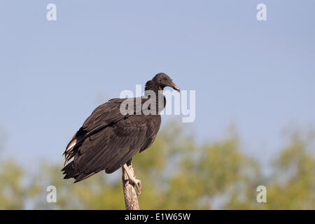 Mönchsgeier (Coragyps Atratus), Martin Refugium, in der Nähe von Edinburg, Süd-Texas. Stockfoto