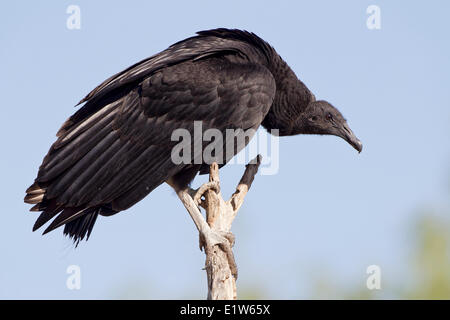 Mönchsgeier (Coragyps Atratus), Martin Refugium, in der Nähe von Edinburg, Süd-Texas. Stockfoto