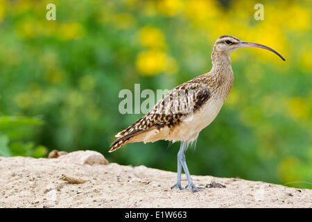 Borsten-thighed Brachvogel (Numenius Tahitiensis) Sand Island Midway Atoll National Wildlife Refuge Northwest Hawaii-Inseln. Stockfoto