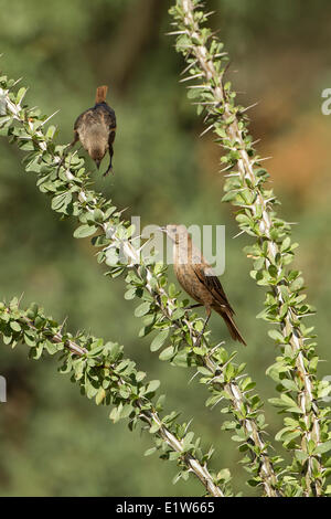 Unter der Leitung von Brown Kuhstärlinge (Molothrus Ater) wahrscheinlich juvenile in Ocotillo (Fouquieria Splendens) Elefant Kopf Teich Amado Arizona. Stockfoto