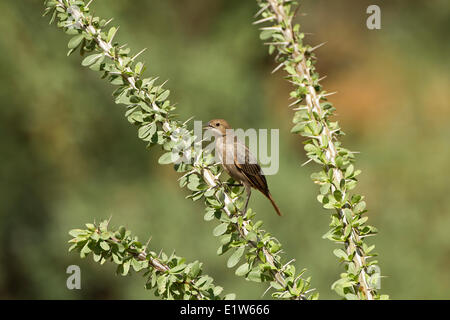 Unter der Leitung von Brown Kuhstärlinge (Molothrus Ater) wahrscheinlich juvenile in Ocotillo (Fouquieria Splendens) Elefant Kopf Teich Amado Arizona. Stockfoto