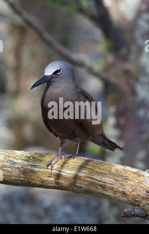 Braune Noddy (Anous Stolidus Pileatus), Sand Island, Midway Atoll National Wildlife Refuge, nordwestlichen Hawaii-Inseln. Stockfoto