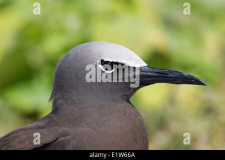 Braune Noddy (Anous Stolidus Pileatus), Eastern Island, Midway Atoll National Wildlife Refuge, nordwestlichen Hawaii-Inseln. Stockfoto