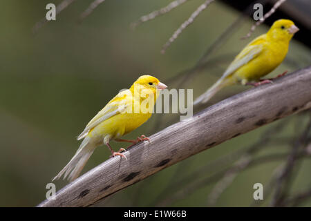 (Serinus Canaria Domestica) Sand Island Midway Atoll National Wildlife Refuge Northwest Hawaiian Kanaren. Ca. 500 Stockfoto