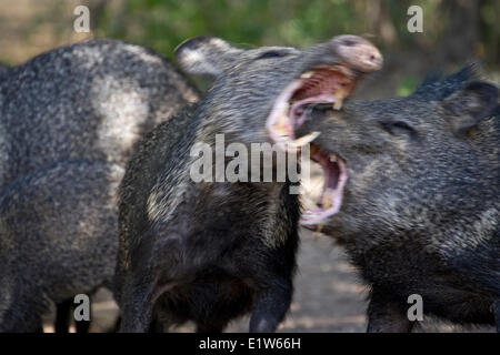 Halsband Peccary (Pecari Tajacu), Konfrontation, Martin Refugium, in der Nähe von Edinburg, Süd-Texas. Stockfoto