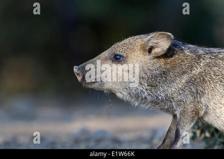 Halsband Peccary (Pecari Tajacu), junge, Martin Refugium, in der Nähe von Edinburg, Süd-Texas. Stockfoto