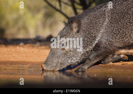 Halsband Peccary (Pecari Tajacu), trinken, Santa Clara Ranch in der Nähe von Edinburg, Süd-Texas. Stockfoto