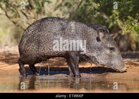 Halsband Peccary (Pecari Tajacu) aufstehen nach kurzen liegen unten im Teich abkühlen Santa Clara Ranch in der Nähe von Edinburg Süd Stockfoto