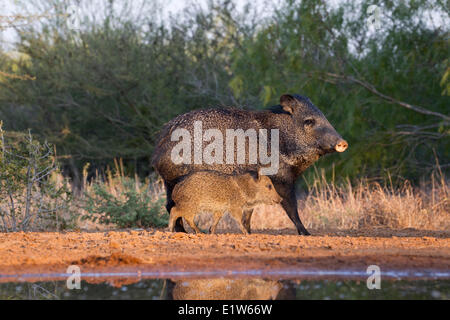 Halsband Peccary (Pecari Tajacu), Erwachsene und Jugendliche, Santa Clara Ranch in der Nähe von Edinburg, Süd-Texas. Stockfoto