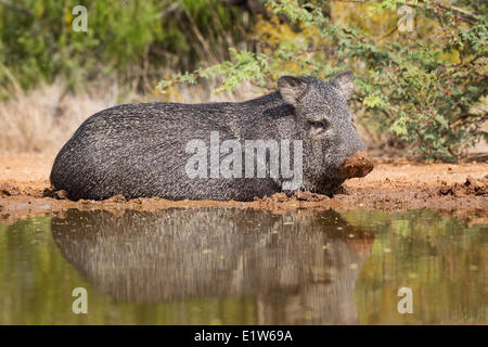 Halsband Peccary (Pecari Tajacu), um kühl zu halten wälzen, Santa Clara Ranch, in der Nähe von Edinburg, Süd-Texas. Stockfoto