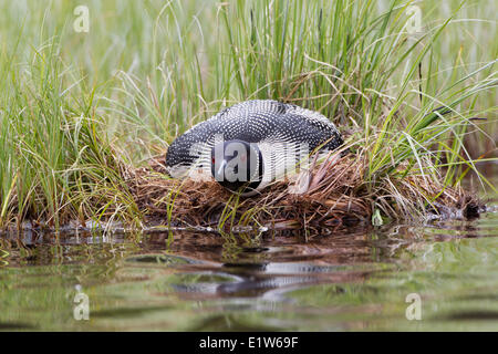 Gemeinsamen Loon (Gavia Immer) am Nest, mit Leuchtenkopf niedrig "Kater" Erkennung, innen Britisch-Kolumbien zu vermeiden. Stockfoto