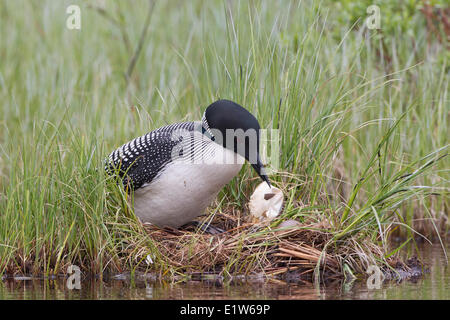 Gemeinsamen Loon (Gavia Immer) entfernen Ei Membran Nest innen Britisch-Kolumbien. Die weiße Membran, die die jetzt geschlüpft ausgekleidet Stockfoto