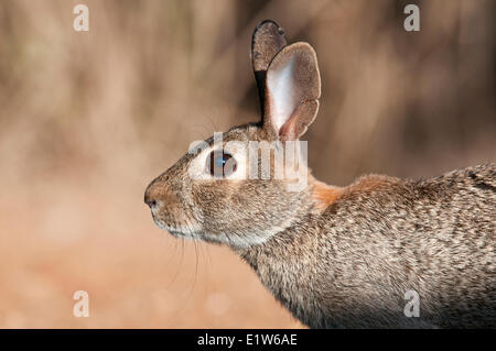 Östlichen Cottontail (Sylvilagus Floridanus), Santa Clara Ranch, in der Nähe von Edinburg, Süd-Texas. Stockfoto