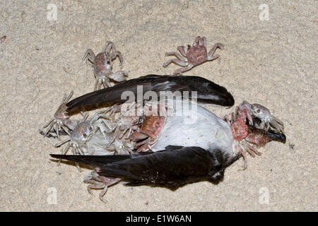 Geisterkrabben (Ocypode SP.) tot Bonin Aufräumvorgang Petrel (Pterodroma Hypoleuca) am Strand in der Nacht Sand Insel Midway-Atoll Stockfoto