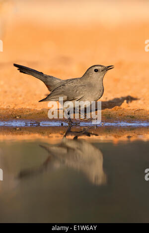 Graues Catbird (Dumetella Carolinensis), am Teich, Wasser, Santa Clara Ranch in der Nähe von Edinburg, Süden von Texas zu trinken. Stockfoto