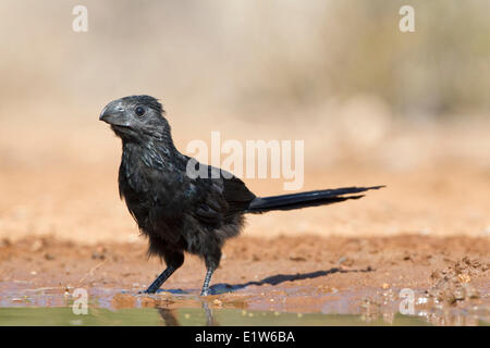 Nut-billed Ani (Crotophaga Sulcirostris), Santa Clara Ranch, in der Nähe von Edinburg, Süd-Texas. Stockfoto