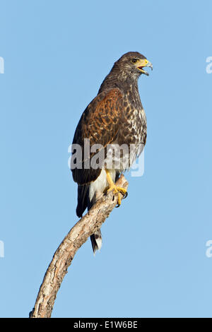 Harris Hawk (Parabuteo Unicinctus), Juvenile, Martin Refugium, in der Nähe von Edinburg, Süd-Texas. Stockfoto