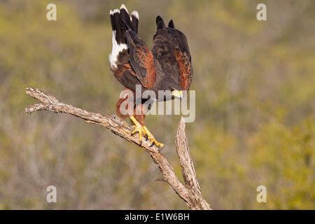 Harris Hawk (Parabuteo Unicinctus), Erwachsener, Santa Clara Ranch in der Nähe von Edinburg, Süd-Texas. Stockfoto