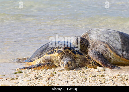 Hawaiianische Grüne Meeresschildkröten (Chelonia Mydas) ruhen im Strand Sand Insel Midway Atoll National Wildlife Refuge Nordwest Stockfoto