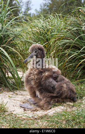 Laysan Albatros (Phoebastria Immutabilis) Küken native Bündel Gras (Eragrostis Paupera) Sand Insel Midway-Atoll Stockfoto