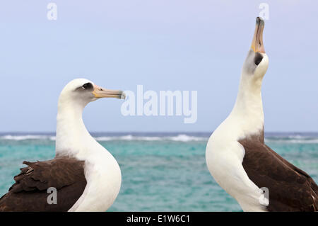 Laysan Albatros (Phoebastria Immutabilis) Balz Sand Insel Midway Atoll National Wildlife Refuge Nordwesten Hawaiian Stockfoto