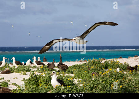 Laysan Albatros (Phoebastria Immutabilis) im Flug über Verschachtelung Kolonie Sand Island Midway Atoll National Wildlife Refuge Stockfoto
