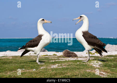 Laysan Albatros (Phoebastria Immutabilis) Balz Sand Insel Midway Atoll National Wildlife Refuge Nordwesten Hawaiian Stockfoto