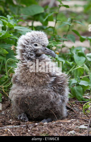 Laysan Albatros (Phoebastria Immutabilis) Küken Sand Island Midway Atoll National Wildlife Refuge Northwest Hawaii-Inseln. Stockfoto