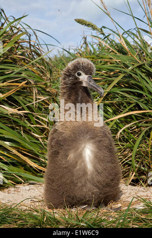 Laysan Albatros (Phoebastria Immutabilis) Küken native Bündel Gras (Eragrostis Paupera) Sand Insel Midway-Atoll Stockfoto