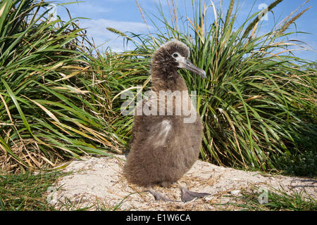 Laysan Albatros (Phoebastria Immutabilis) Küken native Bündel Gras (Eragrostis Paupera) Sand Insel Midway-Atoll Stockfoto