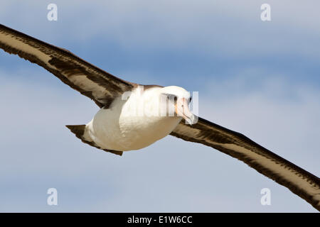 Laysan Albatros (Phoebastria Immutabilis) im Flug vom Sand Insel Midway Atoll National Wildlife Refuge Nordwesten Hawaiian Stockfoto