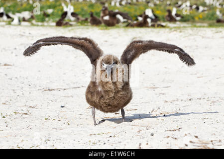 Laysan Albatros (Phoebastria Immutabilis) Küken Ausübung Flügel Sand Insel Midway Atoll National Wildlife Refuge Nordwest Stockfoto