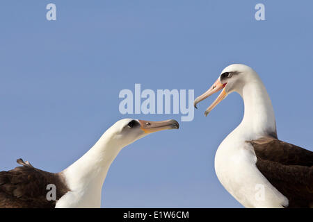 Laysan Albatros (Phoebastria Immutabilis) Balz Sand Insel Midway Atoll National Wildlife Refuge Nordwesten Hawaiian Stockfoto