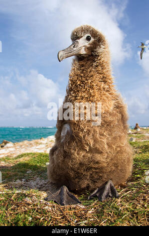 Laysan Albatros (Phoebastria Immutabilis) Küken Sand Island Midway Atoll National Wildlife Refuge Northwest Hawaii-Inseln. Stockfoto