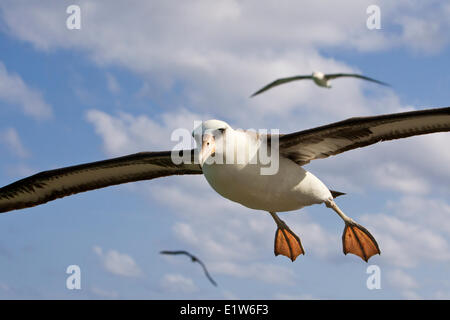 Laysan Albatros (Phoebastria Immutabilis) im Flug Sand Insel Midway Atoll National Wildlife Refuge Nordwesten Hawaiian Stockfoto