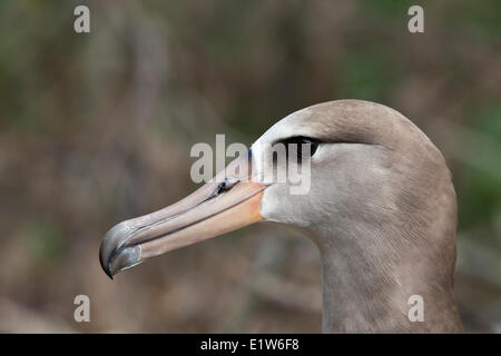 Hybrid zwischen Laysan (Phoebastria Immutabilis) schwarz – Schwarzfuß Albatros (p. Nigripes) Sand Insel Midway Atoll National Wildlife Stockfoto