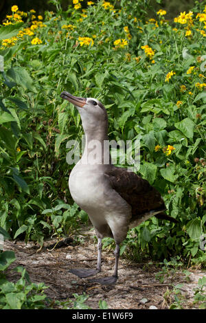 Hybrid zwischen Laysan (Phoebastria Immutabilis) schwarz – Schwarzfuß Albatros (p. Nigripes) Sand Insel Midway Atoll National Wildlife Stockfoto