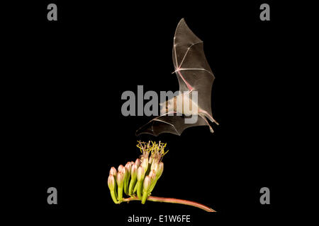 Geringerem Langnasen-Fledermaus (Leptonycteris Yerbabuenae), ernähren sich von Agave Blume, Amado, Arizona. Diese Fledermaus ist so verwundbar aufgeführt.