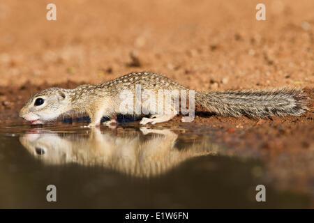 Mexikanischer Ziesel (Spermophilus Mexicanus), am Teich zu trinken Wasser, Santa Clara Ranch in der Nähe von Edinburg, Süd-Texas. Stockfoto