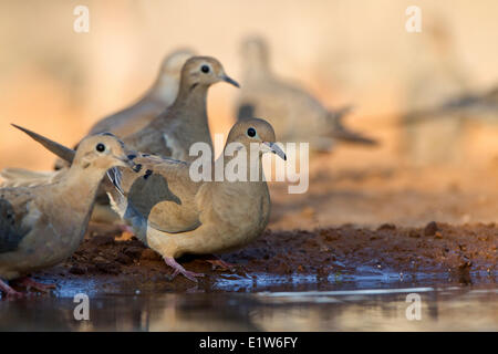 Trauer um Tauben (Zenaida Macroura), am Teich für Wasser, Santa Clara Ranch in der Nähe von Edinburg, Süd-Texas. Stockfoto