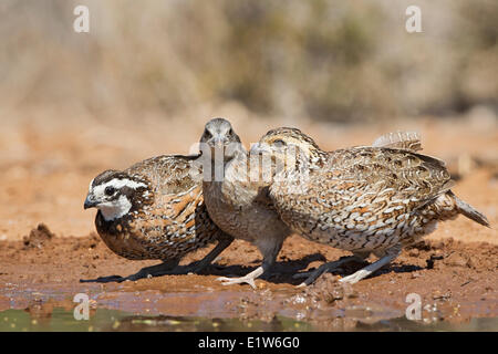 Nördlichen Wachtel (Colinus Virginianus) weiblich (rechts) männlich (links) juvenile am Teich zu trinken Wasser Santa Clara Ranch in der Nähe Stockfoto