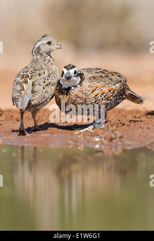 Nördlichen Wachtel (Colinus Virginianus) männlich (rechts) juvenile am Teich Wassertrinken Santa Clara Ranch in der Nähe von Edinburg Süd Stockfoto