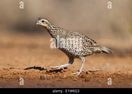 Nördlichen Wachtel (Colinus Virginianus), Weiblich, Santa Clara Ranch in der Nähe von Edinburg, Süd-Texas. Stockfoto