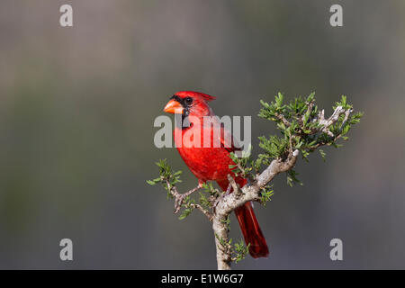 Nördlichen Kardinal (Cardinalis Cardinalis), Männlich, Santa Clara Ranch in der Nähe von Edinburg, Süd-Texas. Stockfoto